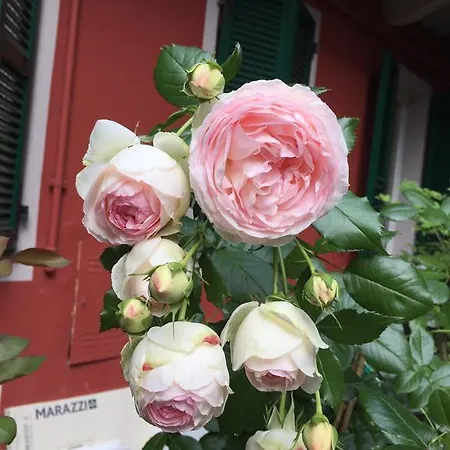 Arcobaleno Alessandria